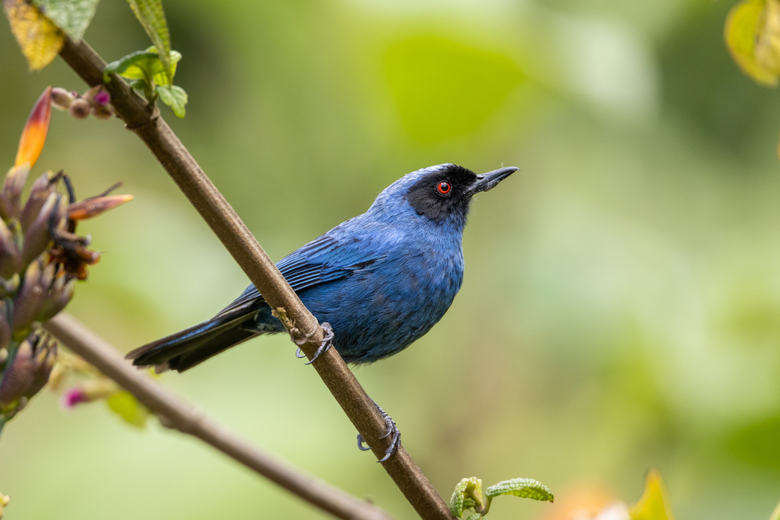 image Masked Flowerpiercer